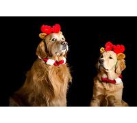 OZLHSP puzzle pezzi grandi 500 pezzi Golden Retriever 52x38cm