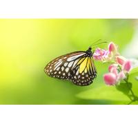 OZLHSP puzzle più belli puzzle 1000 pezzi Farfalle Insetti Animali 75x50cm