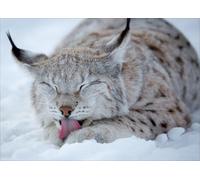 OZLHSP puzzle più belli puzzle 1000 pezzi Lince Grandi Animali 75x50cm