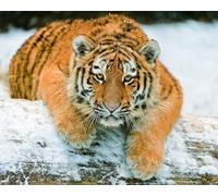 OZLHSP puzzle più belli puzzle 1000 pezzi Tigri Grandi felini Animali 75x50cm
