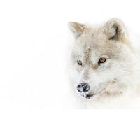 OZLHSP puzzle più belli puzzle 1500 pezzi Lupi Animali 87x57cm