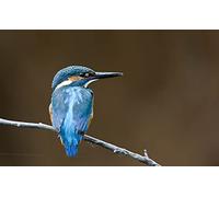 OZLHSP puzzle più belli puzzle 500 pezzi Animali comuni del martin pescatore 52x38cm