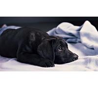 OZLHSP puzzle più belli puzzle 500 pezzi Cucciolo di Cane Corso 52x38cm