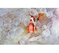 OZLHSP puzzle più belli puzzle 500 pezzi Pesce Animale 52x38cm