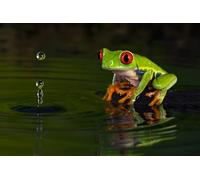 OZLHSP puzzle più belli puzzle 500 pezzi Rane Animali 52x38cm