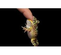 OZLHSP puzzle più belli puzzle 500 pezzi Rane Animali 52x38cm