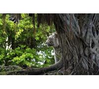 OZLHSP puzzle più belli puzzle 500 pezzi Tigri Animali 52x38cm