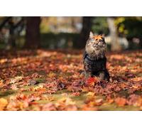 OZLHSP puzzle più belli puzzle 500 pezzi Vestiti per gatti e foglie autunnali 52x38cm