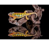 OZLHSP puzzle quadri famosi 1000 pezzi Camaleonti Pantera Animale 75x50cm