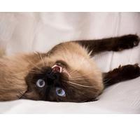 OZLHSP puzzle quadri famosi 500 pezzi Animali 52x38cm