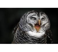 OZLHSP puzzle quadri famosi 500 pezzi Gufi Animali 52x38cm