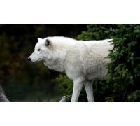 OZLHSP puzzle quadri famosi 500 pezzi Lupi Animali 52x38cm