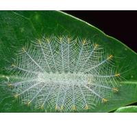 OZLHSP puzzle quadro puzzle 1500 pezzi Bruchi Insetti Animali 87x57cm