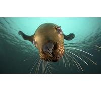 OZLHSP puzzle quadro puzzle 500 pezzi Foche Animali 52x38cm