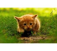 OZLHSP puzzle quadro puzzle 500 pezzi Gattini Animali 52x38cm