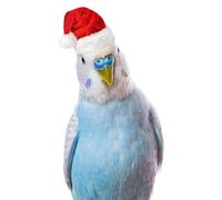 OZLHSP puzzle quadro puzzle 500 pezzi Pappagalli Animali 52x38cm