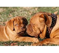 OZLHSP puzzle strani puzzle 1000 pezzi Animali Dogue de Bordeaux 75x50cm