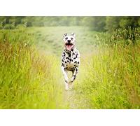 OZLHSP puzzle strani puzzle 500 pezzi Animali dalmata 52x38cm