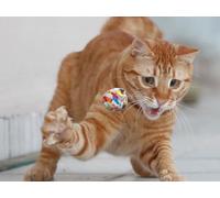 OZLHSP puzzle strani puzzle 500 pezzi Gatti Animali 52x38cm