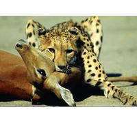 OZLHSP puzzle strani puzzle 500 pezzi Ghepardi Grandi animali 52x38cm