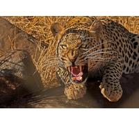 OZLHSP puzzle strani puzzle 500 pezzi Leopardi Grandi Animali 52x38cm