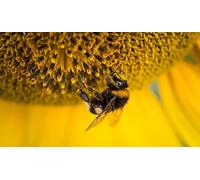 OZLHSP puzzle strani puzzle 500 pezzi Polline di insetti bombi Animali 52x38cm