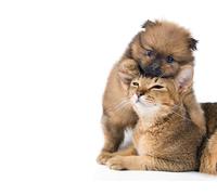 OZLHSP puzzler 1500 pezzi Cuccioli di animali 87x57cm