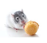 OZLHSP puzzler 500 pezzi Criceti Roditori Biscotti Animali 52x38cm