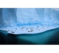 OZLHSP puzzler 500 pezzi Foche Animali 52x38cm