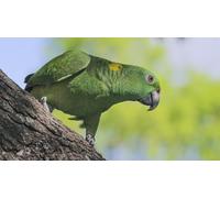 OZLHSP puzzler 500 pezzi Pappagalli Animali 52x38cm