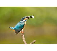 OZLHSP puzzles 500 pezzi Animali 52x38cm