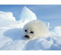 OZLHSP puzzles 500 pezzi Foche Animali 52x38cm