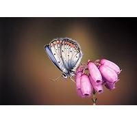OZLHSP regali per chi ha tutto puzzle 1000 pezzi Animali farfalla 75x50cm