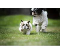 OZLHSP regali per chi ha tutto puzzle 1000 pezzi Cuccioli di Shih Tzu 75x50cm