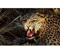 OZLHSP regali per chi ha tutto puzzle 1000 pezzi Gufi 75x50cm