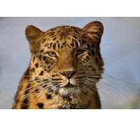 OZLHSP regali per chi ha tutto puzzle 1000 pezzi Leopardo Grandi Animali 75x50cm