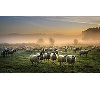 OZLHSP regali per chi ha tutto puzzle 1000 pezzi Pecore Nebbia Animali 75x50cm