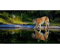 OZLHSP regali per chi ha tutto puzzle 1000 pezzi Tigri Animale dello stagno 75x50cm