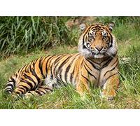 OZLHSP regali per chi ha tutto puzzle 1500 pezzi Animali tigre 87x57cm