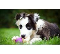 OZLHSP regali per chi ha tutto puzzle 1500 pezzi Cuccioli di Border Collie 87x57cm