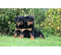 OZLHSP regali per chi ha tutto puzzle 1500 pezzi Cucciolo di Rottweiler 87x57cm