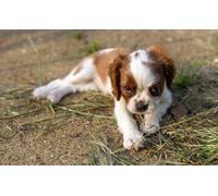 OZLHSP regali per chi ha tutto puzzle 1500 pezzi Cucciolo di Spaniel King Charles Spaniel Animali 87x57cm
