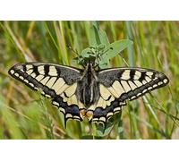 OZLHSP regali per chi ha tutto puzzle 1500 pezzi Farfalle Insetti Animali 87x57cm