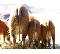 OZLHSP regali per chi ha tutto puzzle 500 pezzi Animale 52x38cm