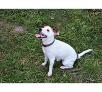 OZLHSP regali per chi ha tutto puzzle 500 pezzi Animale 52x38cm