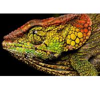 OZLHSP regali per chi ha tutto puzzle 500 pezzi Animale camaleonte 52x38cm