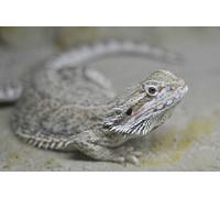 OZLHSP regali per chi ha tutto puzzle 500 pezzi Animale lucertola 52x38cm