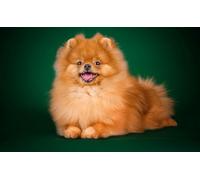 OZLHSP regali per chi ha tutto puzzle 500 pezzi Animale Spitz 52x38cm