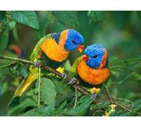 OZLHSP regali per chi ha tutto puzzle 500 pezzi Animali 52x38cm