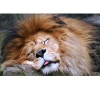 OZLHSP regali per chi ha tutto puzzle 500 pezzi Animali 52x38cm